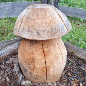 Champignons (bolet, morille)