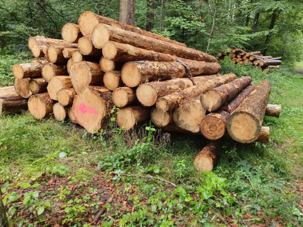 Bois de feu long résineux/feuillus – Image 2