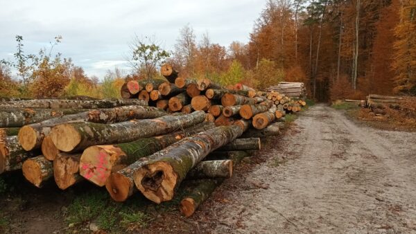 Bois de feu long résineux/feuillus